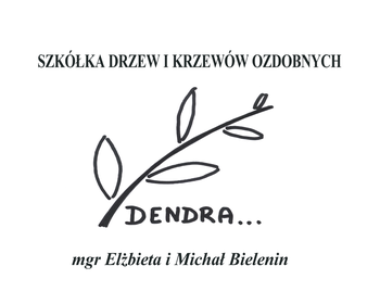 Szkółka Drzew i Krzewów Ozdobnych DENDRA - sprzedaż hurtowa i detaliczna roślin ozdobnych_ iglastych