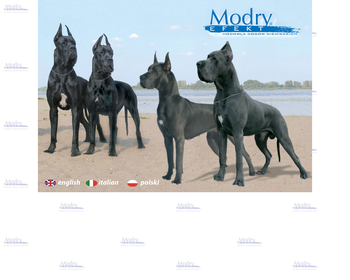 MODRY EFEKT Hodowla Dogów Niemieckich_