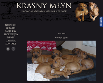 Krasny Młyn Hodowla Psów Rasy RHODESIAN RIDGEBACK_